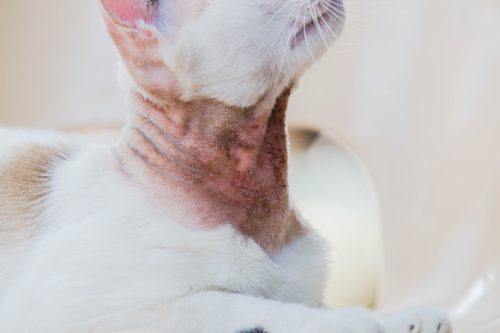 Hotspot in the neck of a cat