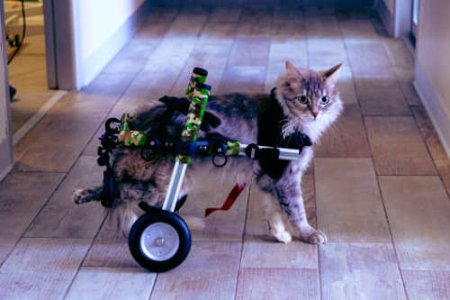Cat in a wheelchair after paralysis of his hind legs. 
