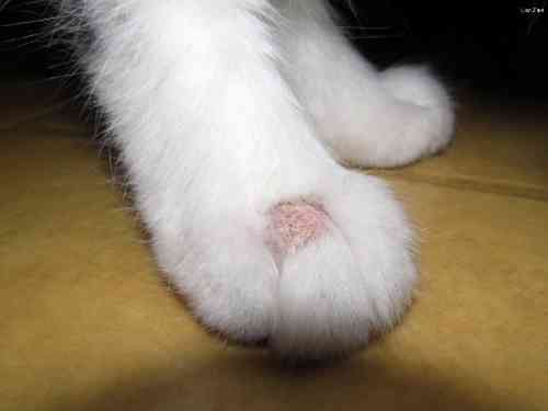 hair loss on a cats paw is caused by ringworm