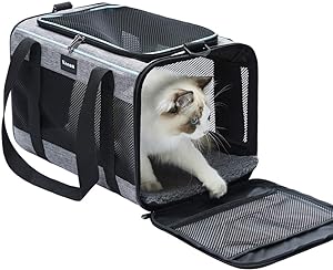 cat with a cut off tail needs to travel to the vet in a pet carrier. 