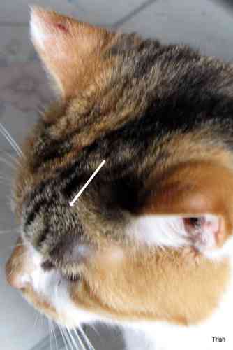 abscess on a cat's head