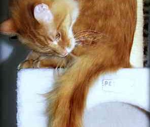 An abscess on your cat’s tail – Best home remedies