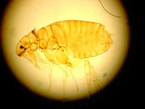 microscopic view of a flea, which is the most common cause for losing hair on the tail base
