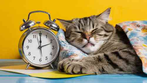 Cat feeling ill waiting next to a clock, hoping it gets better soon. 