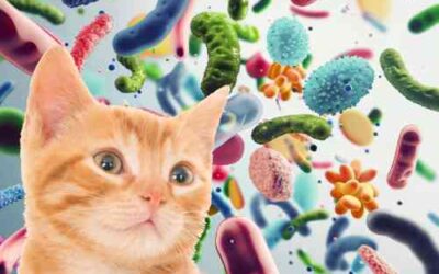 What does probiotics do for a cat?