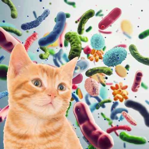 Preventing Cat Utis With Probiotics And Garlic preview