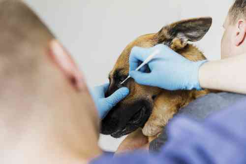 Curretage of an eye ulcer in a dog