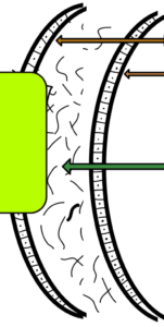 cross section of fluorescein stain on cornea