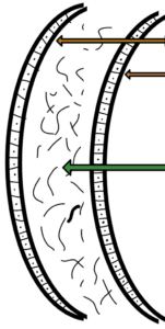 cross section of the cornea