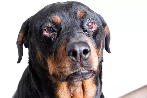 Conjunctivitis pink-eye in a rottweiler