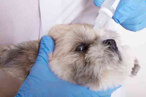 Dog gets eyedrops in his eye for the treatment of an eye ulcer